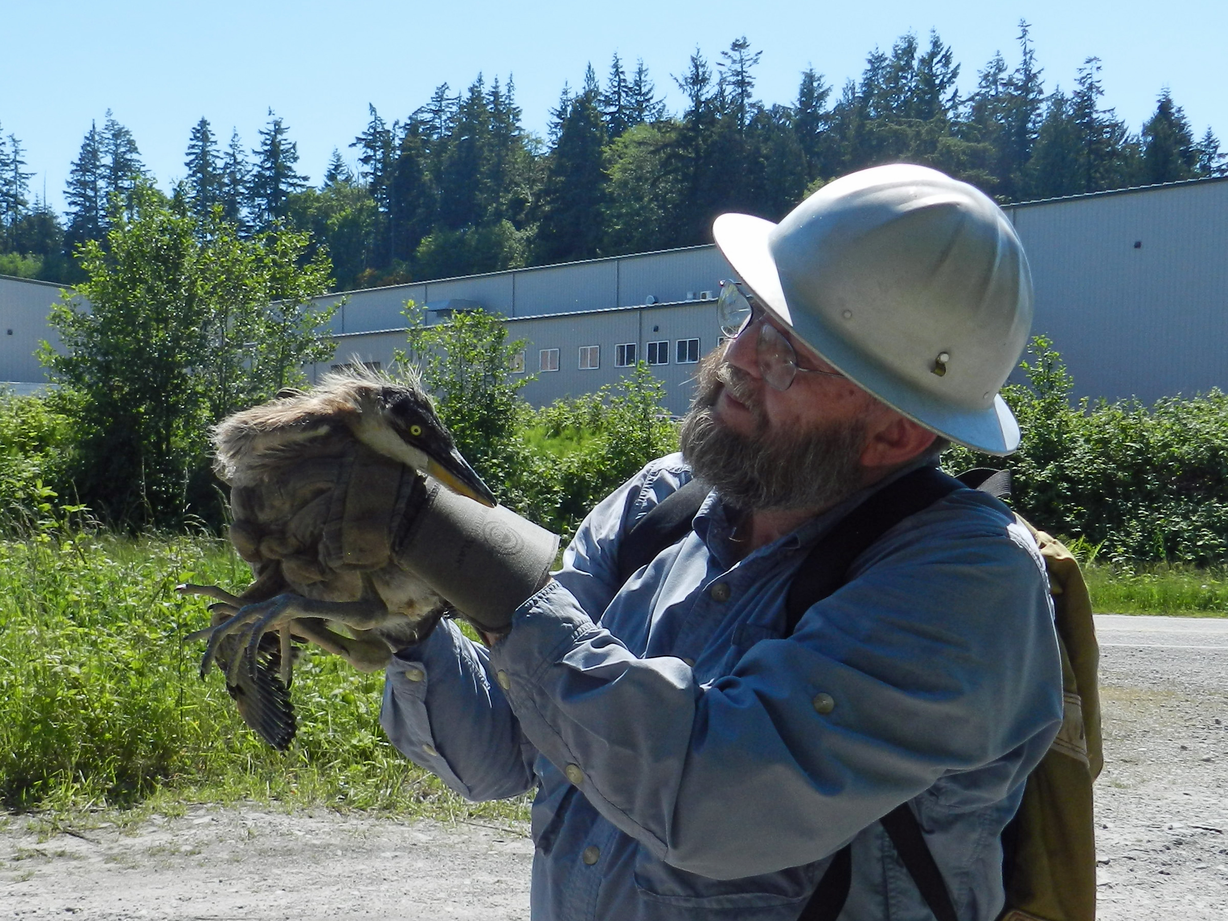 Jim Scheltens with baby heron