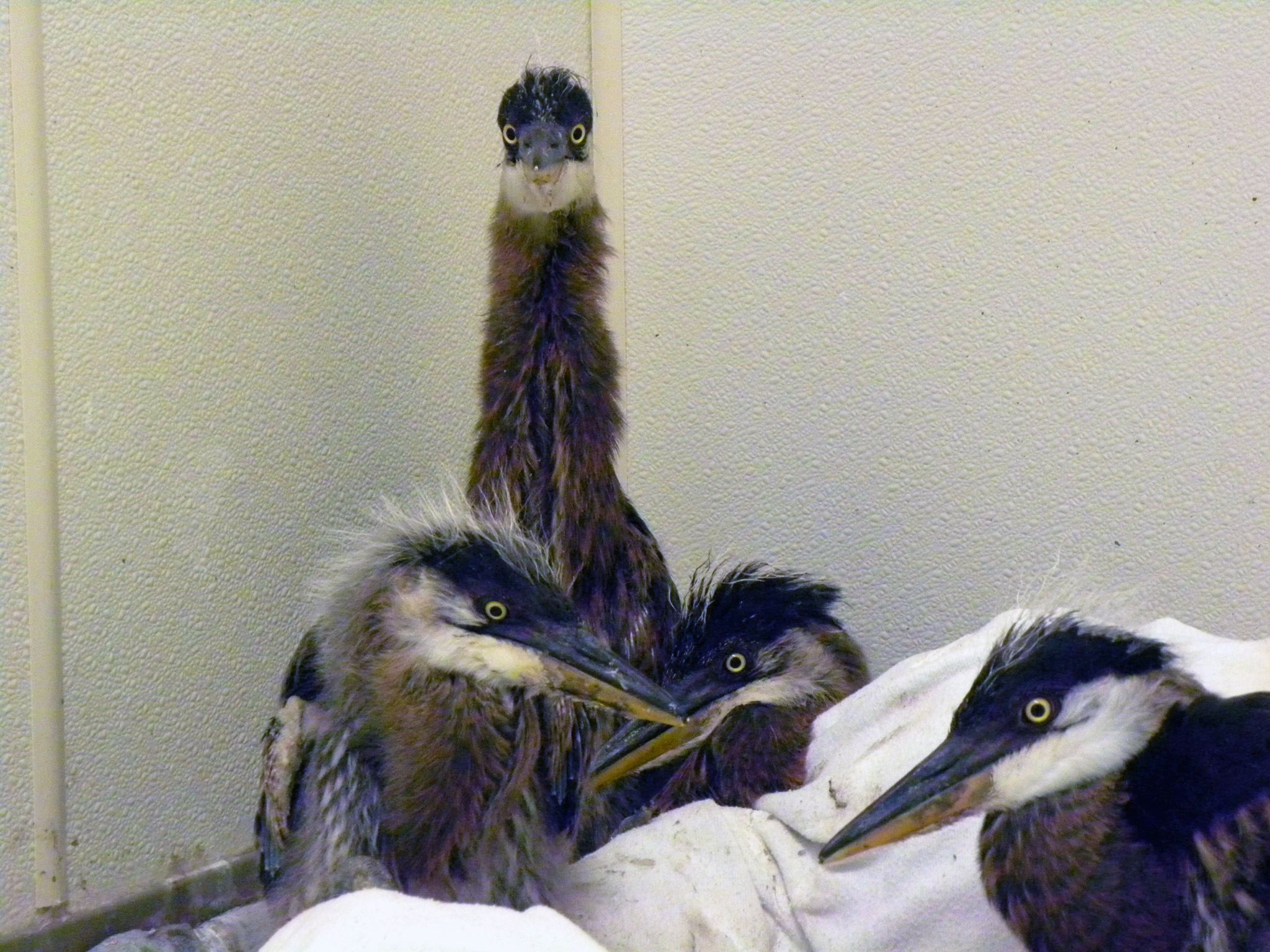Herons recovering at Wolf Hollow