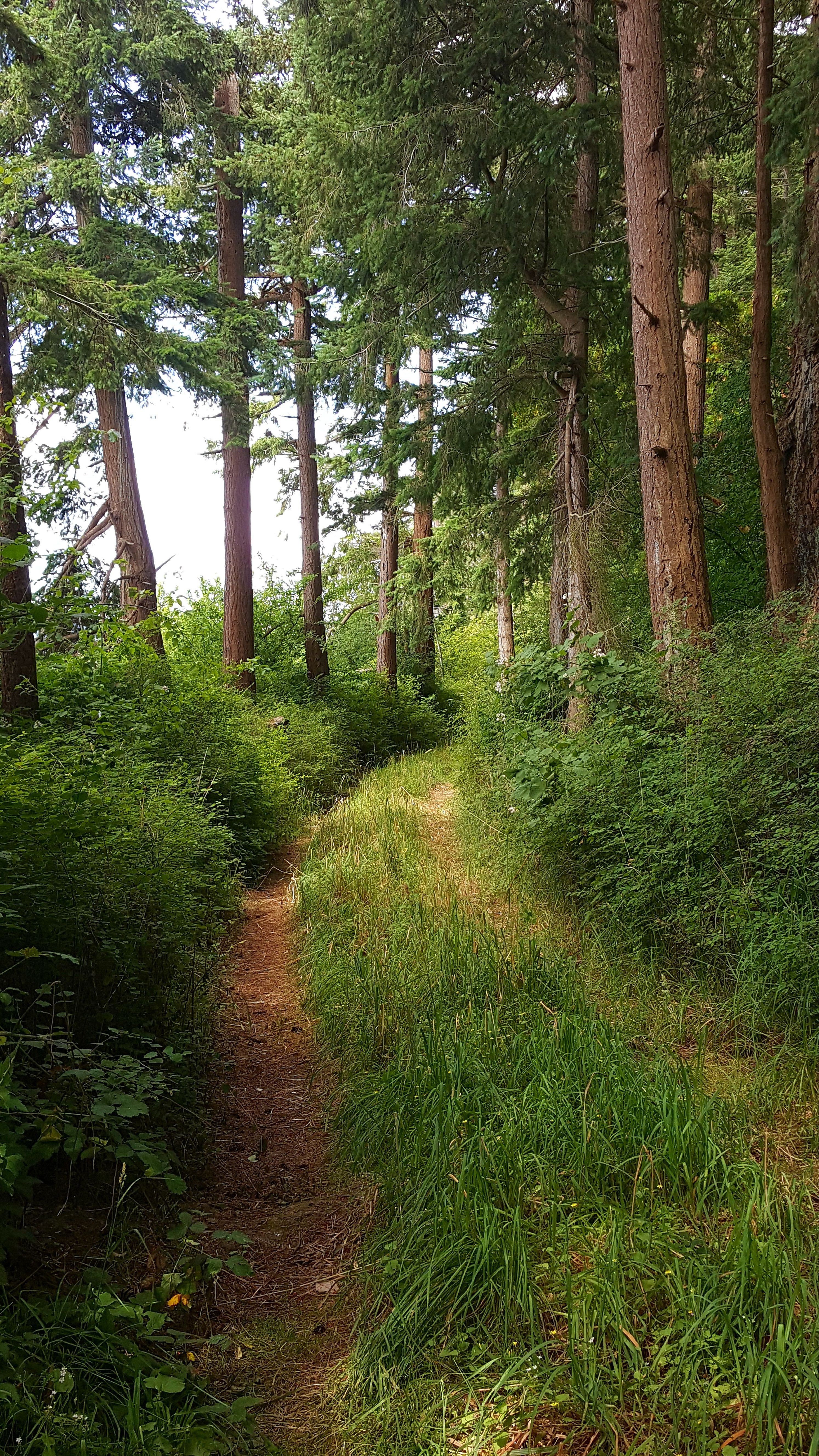 Trail to Beach
