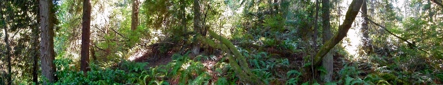 Guemes expansion - forest