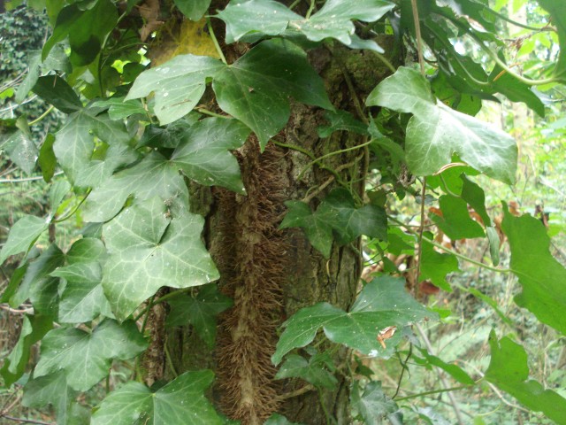 Ivy on a tree English Ivy