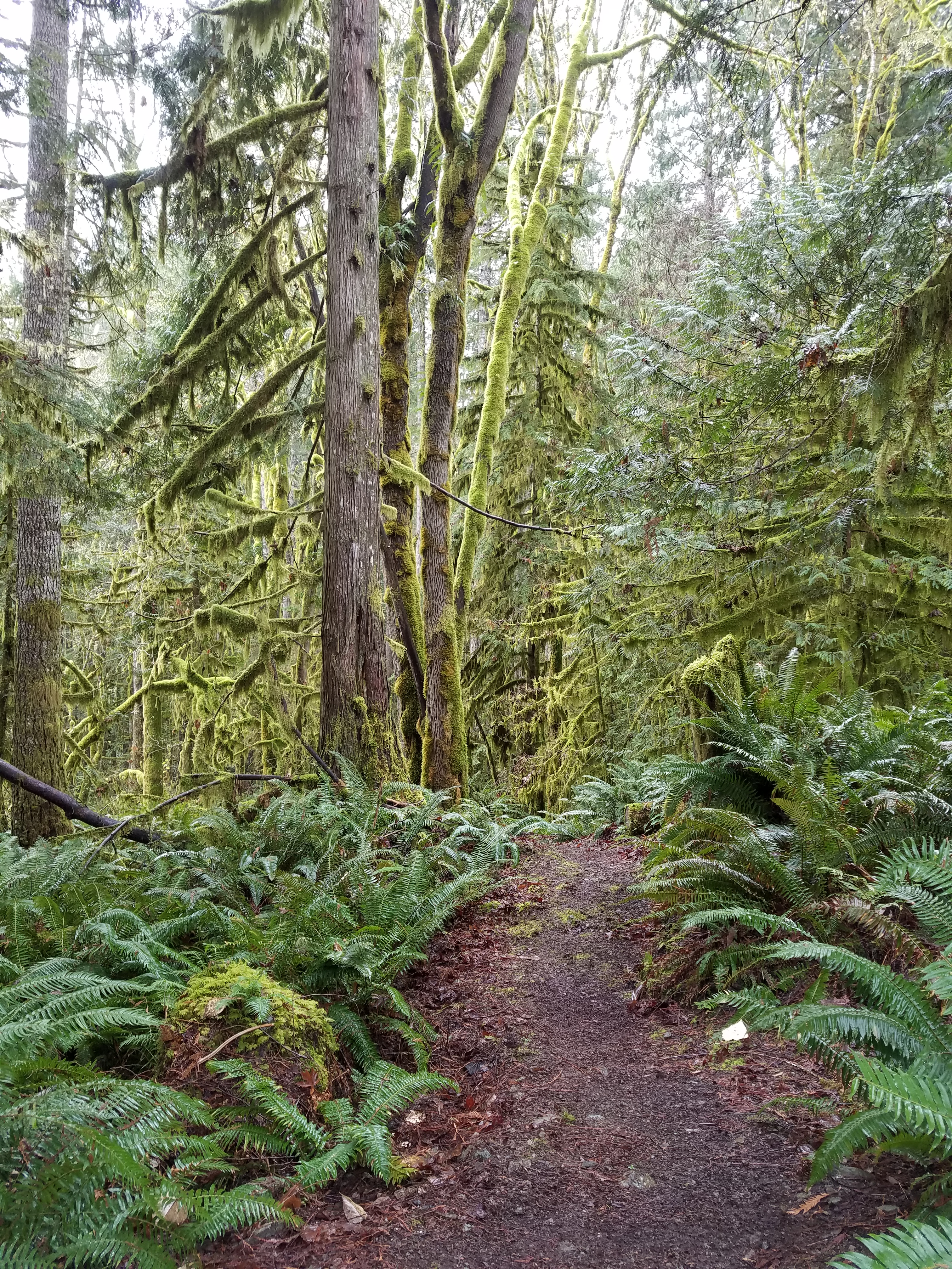 Forest in moss