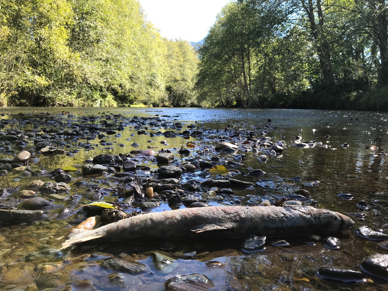 Illabot Creek supports a healthy population of salmon. Photograph credit: Skagit Land Trust staff.