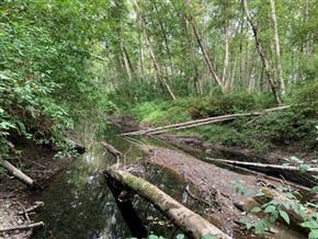 A shaded slough off the Skagit River near Day Creek provides cool water for fish.