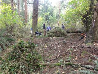 Site where ivy was pulled in 2013