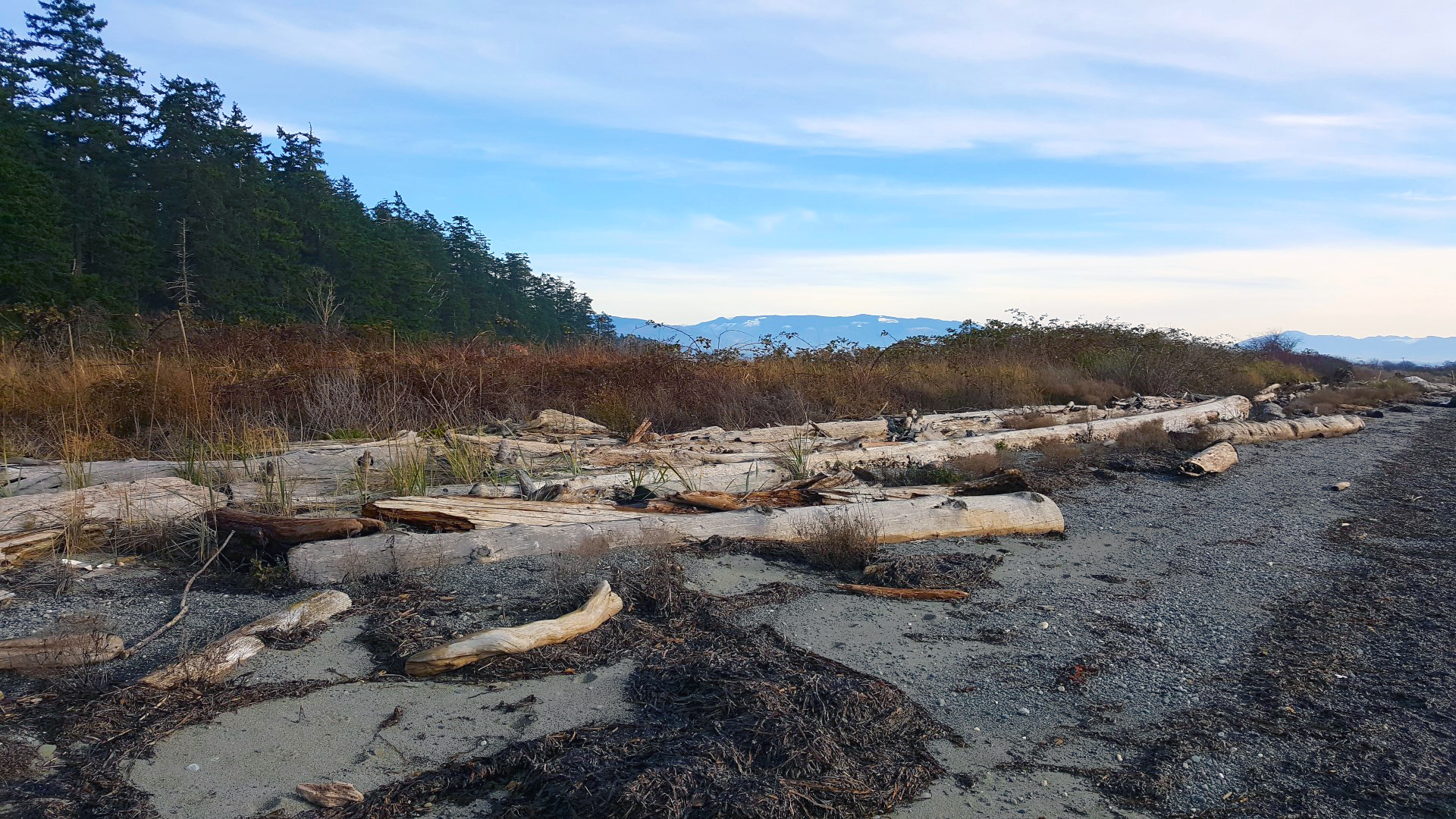 Unarmored beach at Samish Flower Farm