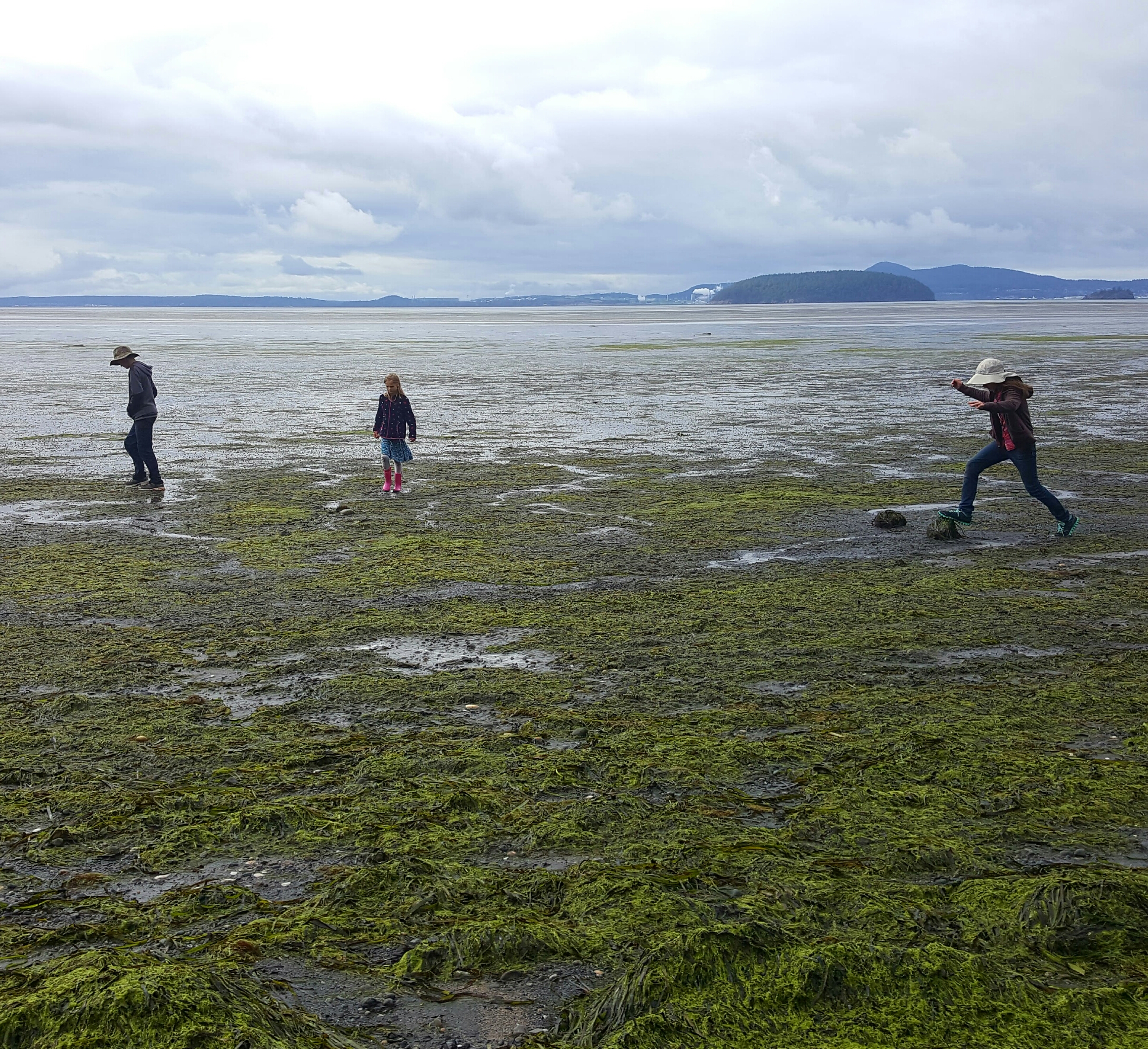 Children exploring the eelgrass beds offshore from Samish Flower Farm