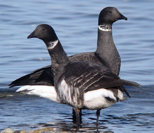 Brant Geese