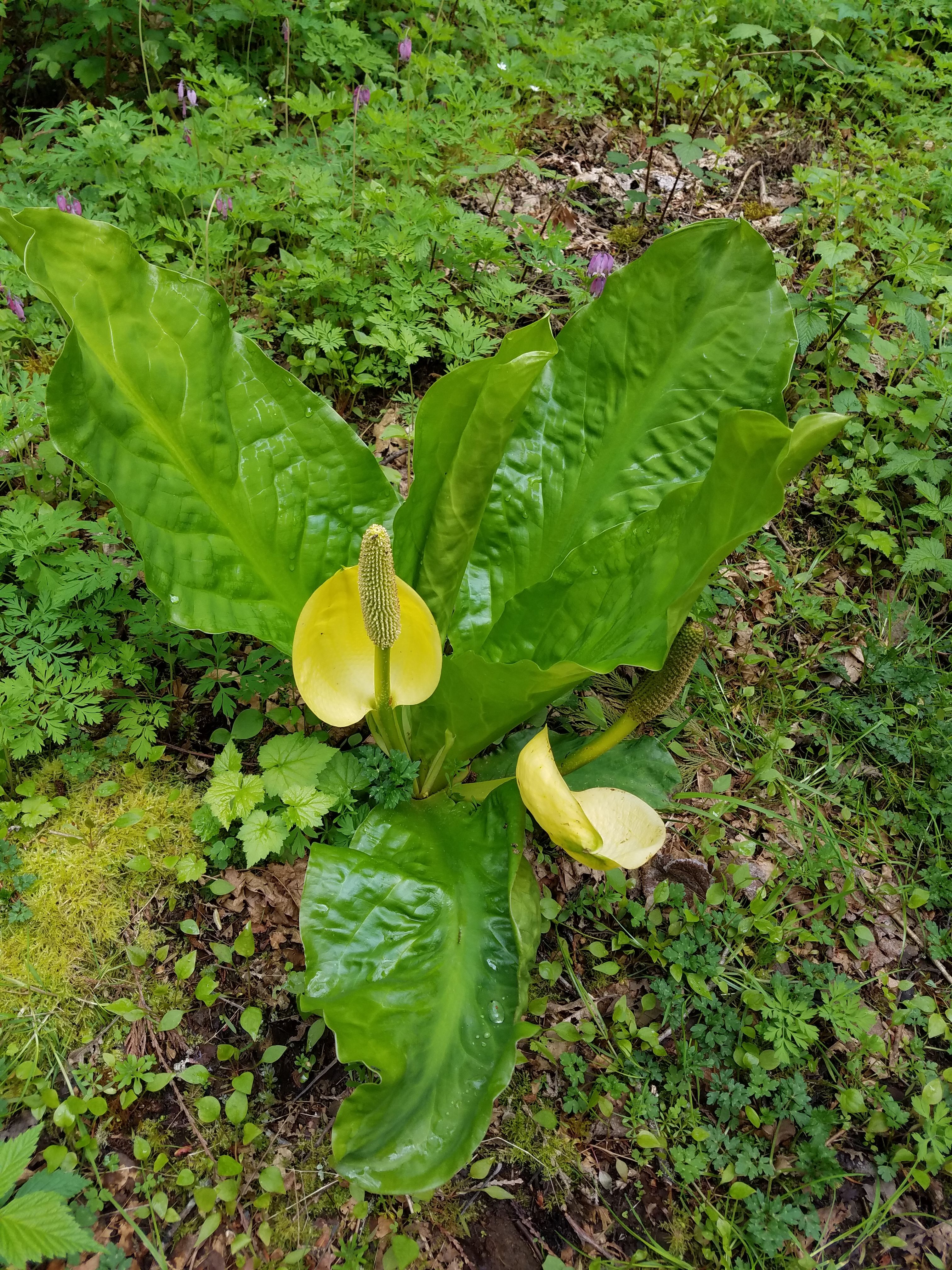 Skunk cabbage in the conifer forest of Butler Creek