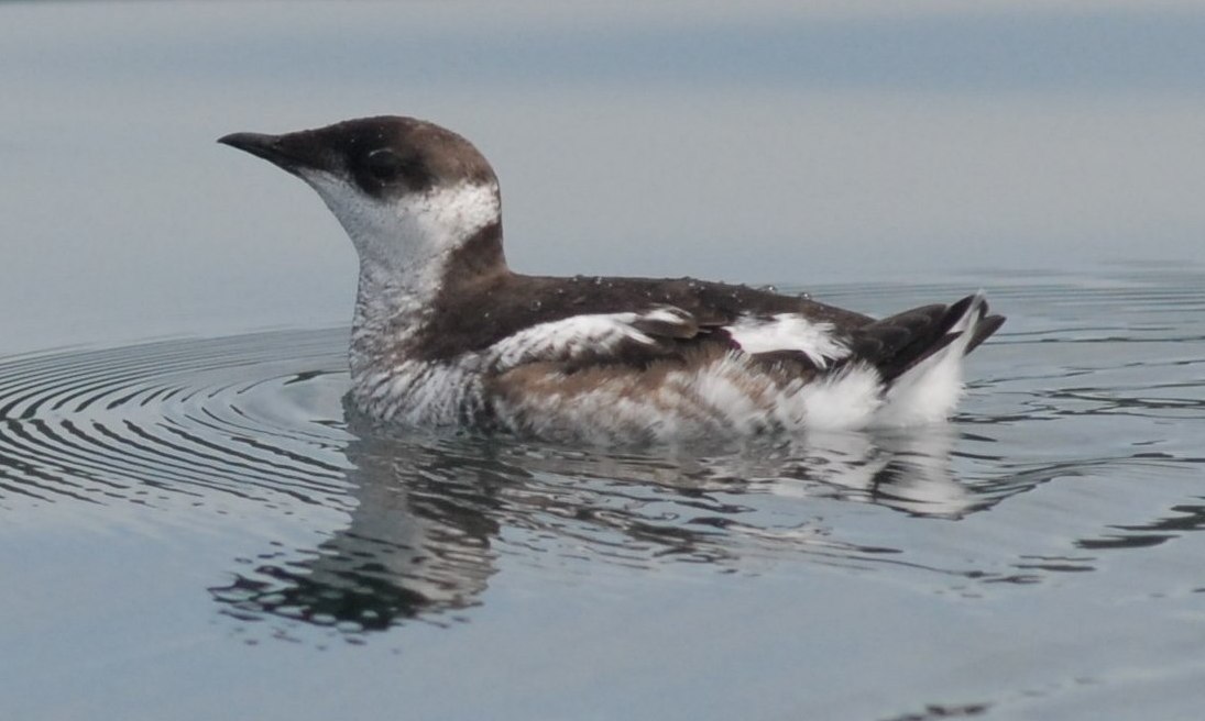 Marbled murrelets are threatened seabirds that nest in old growth forests. Photograph by Martin Raphael, U.S. Forest Service. Reproduced with permission from Wikimedia Commons.