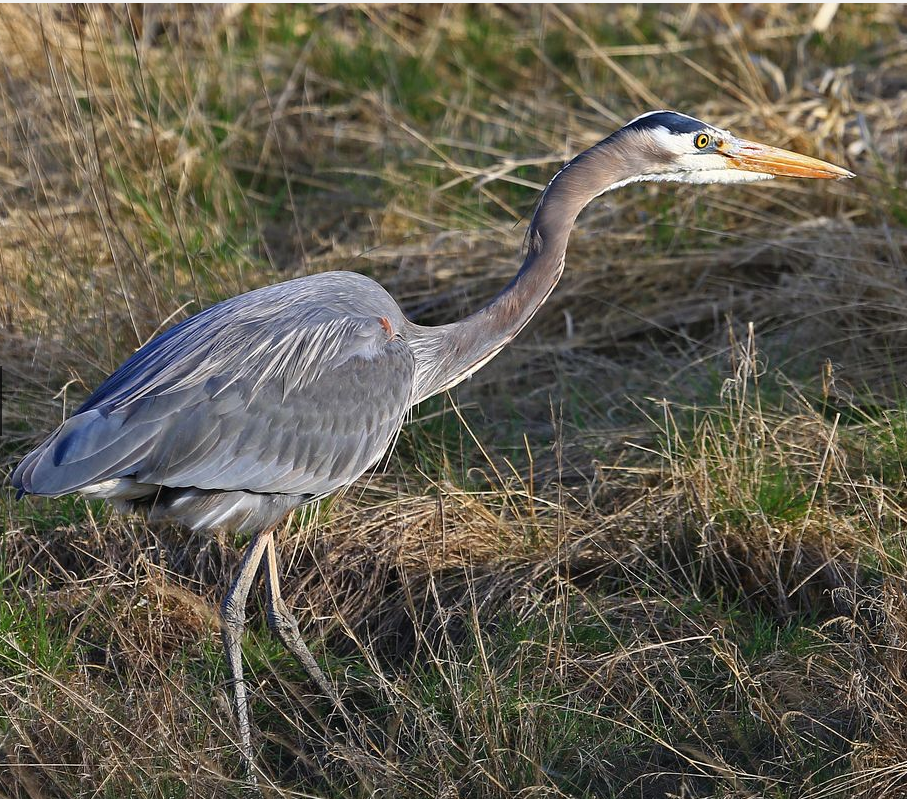 Great Blue Heron - Photo courtesy of Ron Holmes