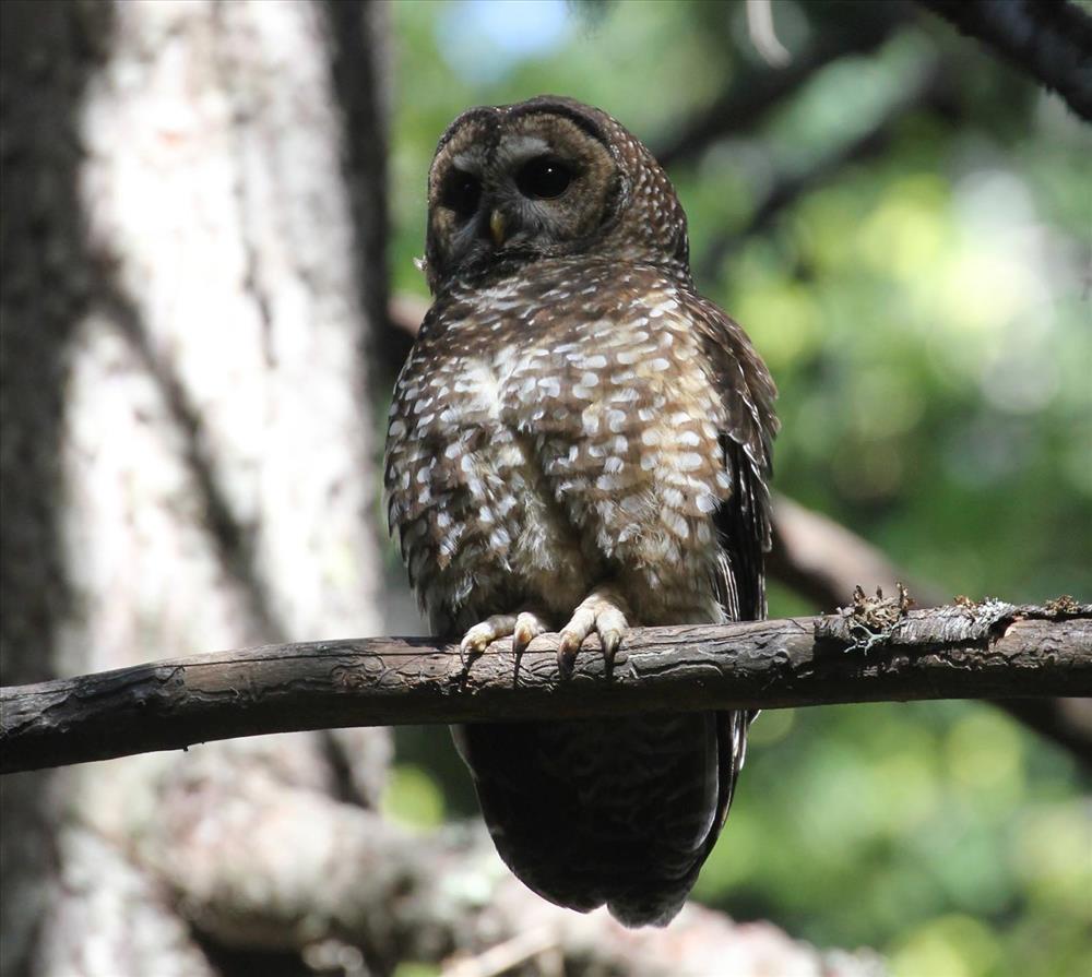 The Skagit River Khan Conservation Area lies within the Washington Department of Fish and Wildlife management buffer for the Northern Spotted Owl. Photograph credit: National Park Service.