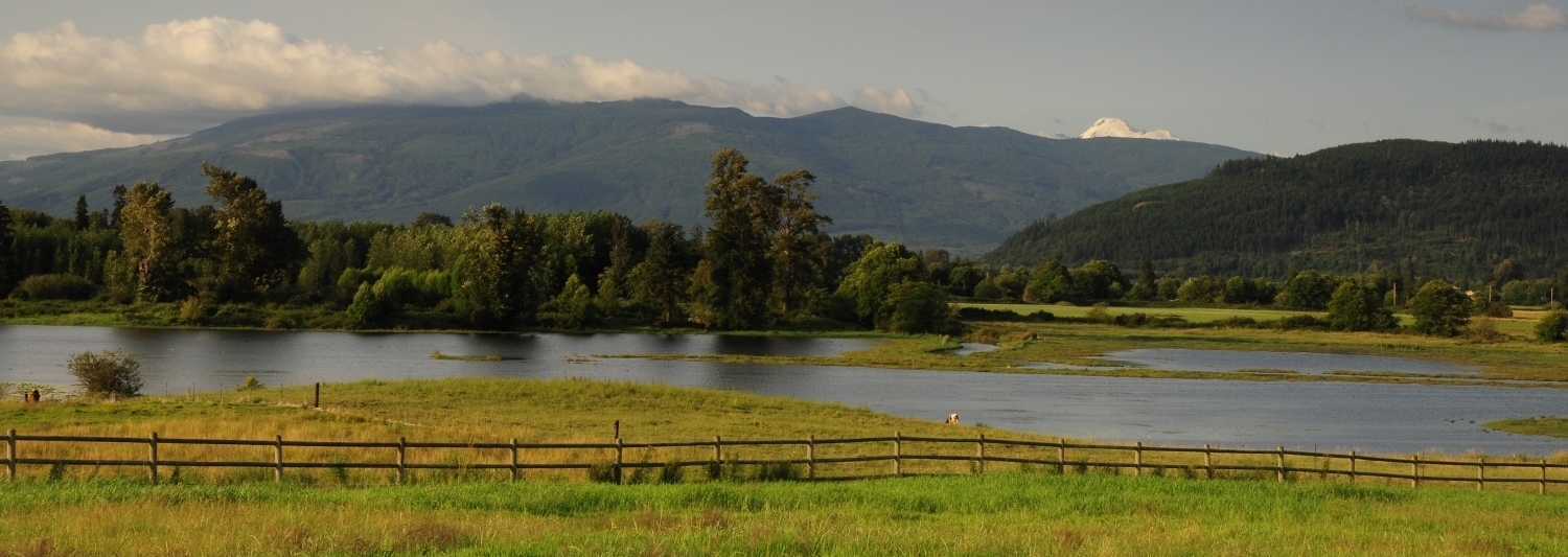 Scott Moore Skagit Geese and Swans