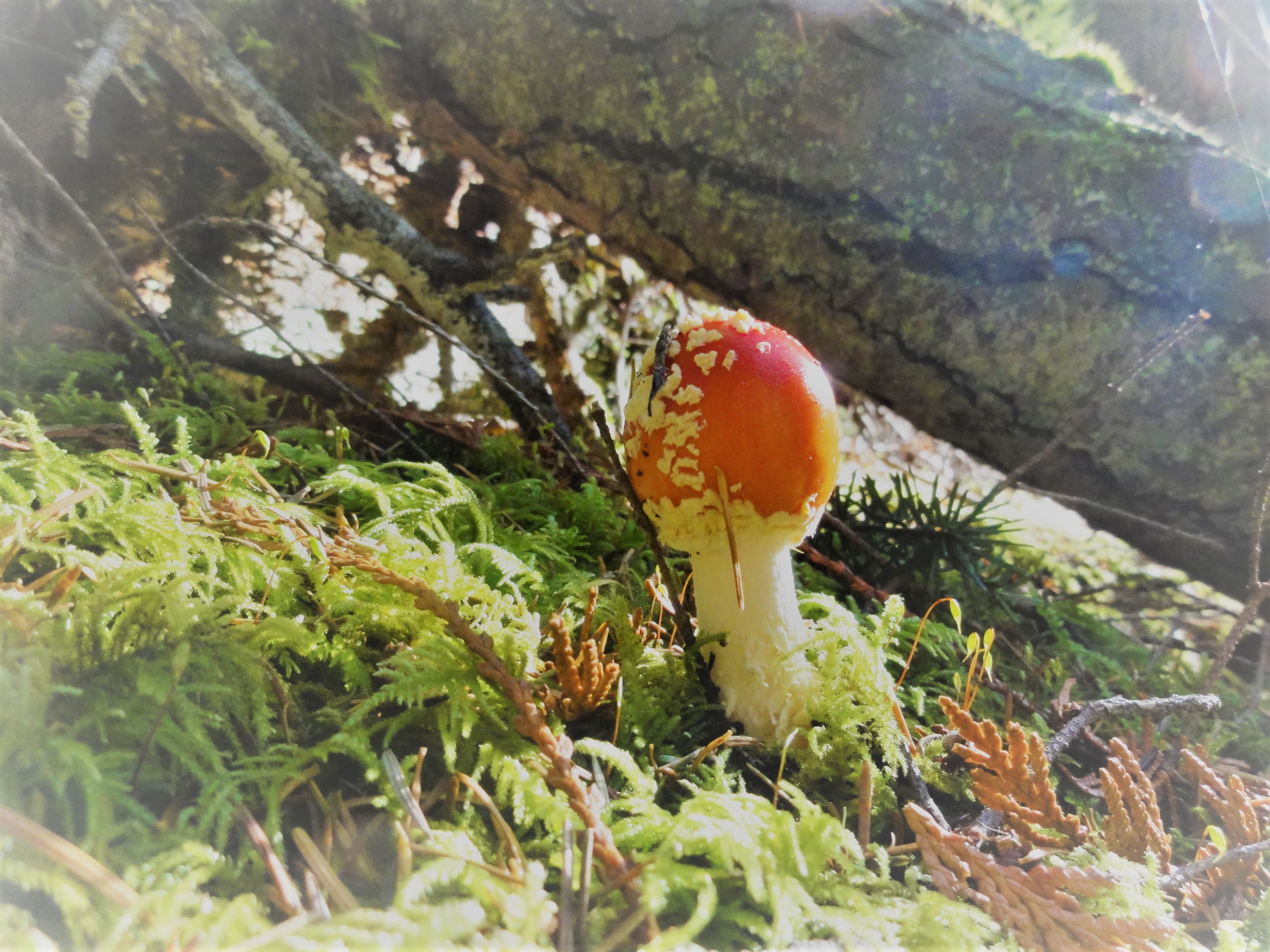 Amanita muscaria ("Fly Agaric") mushroom grows in Anacortes Community Forest Lands. Photograph credit: Skagit Land Trust staff.