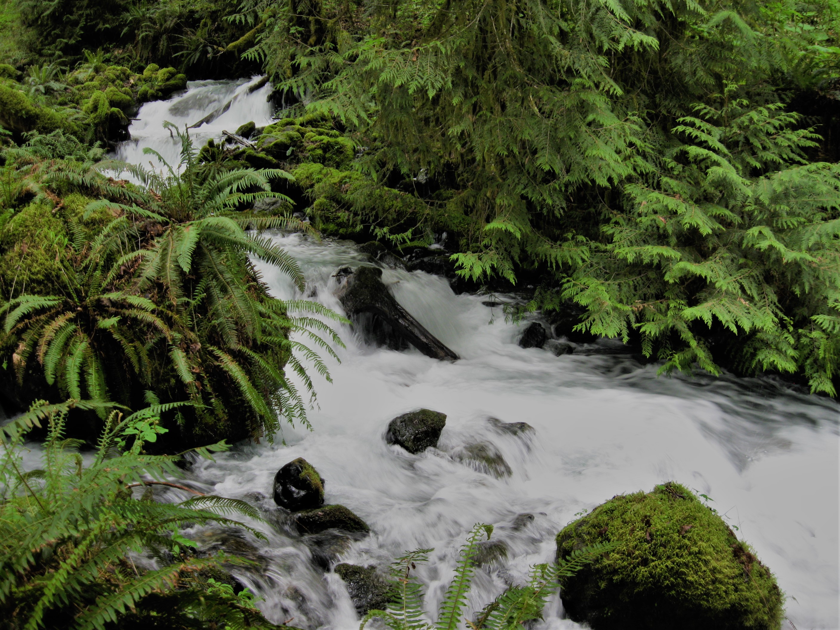 Less than a mile from the parking area, Barr Creek cascades through lowland forests. Photograph credit: Skagit Land Trust staff.