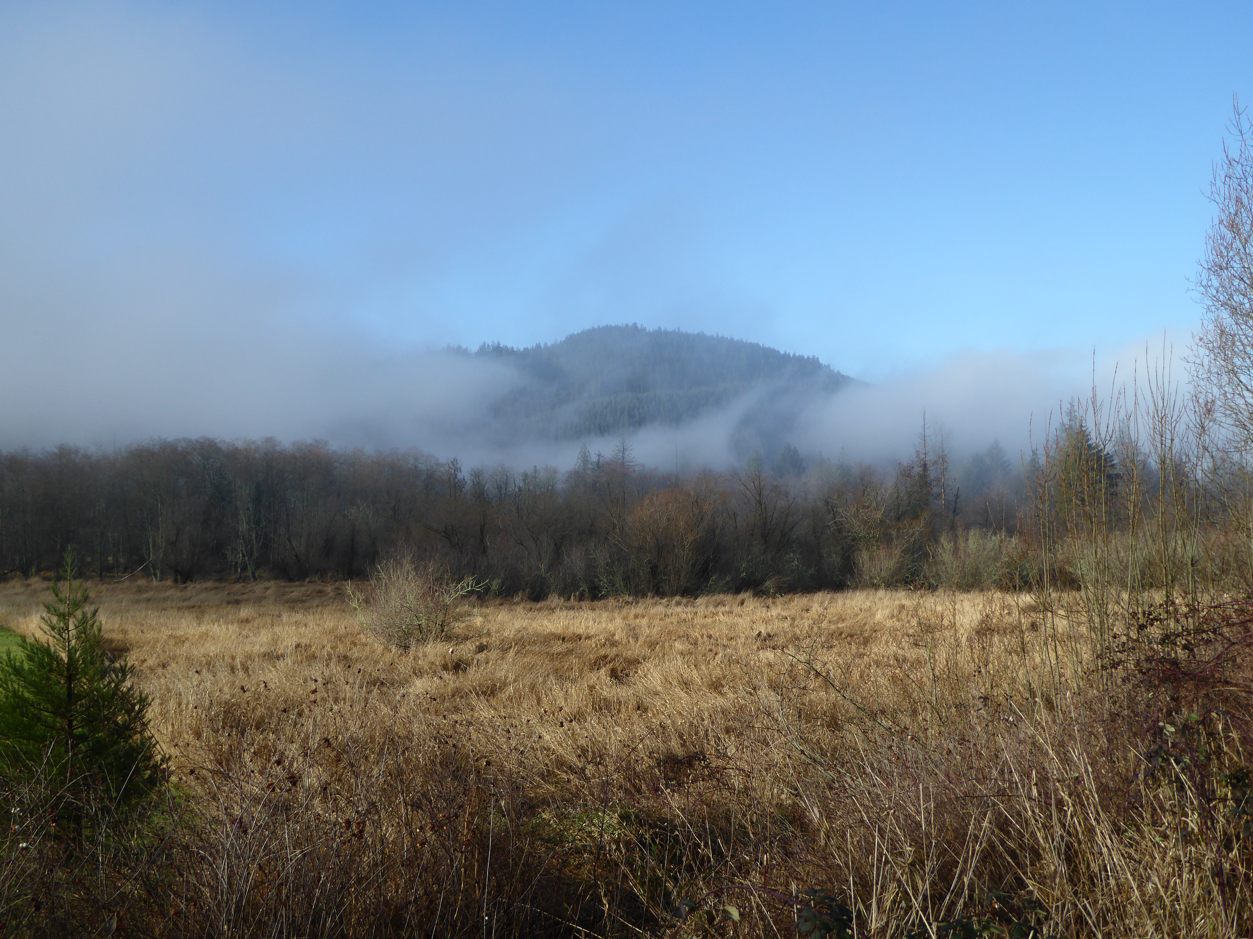 Early morning fog covers meadows in the Big Lake Wetlands Conservation Area in December. Photograph credit: Skagit Land Trust staff.