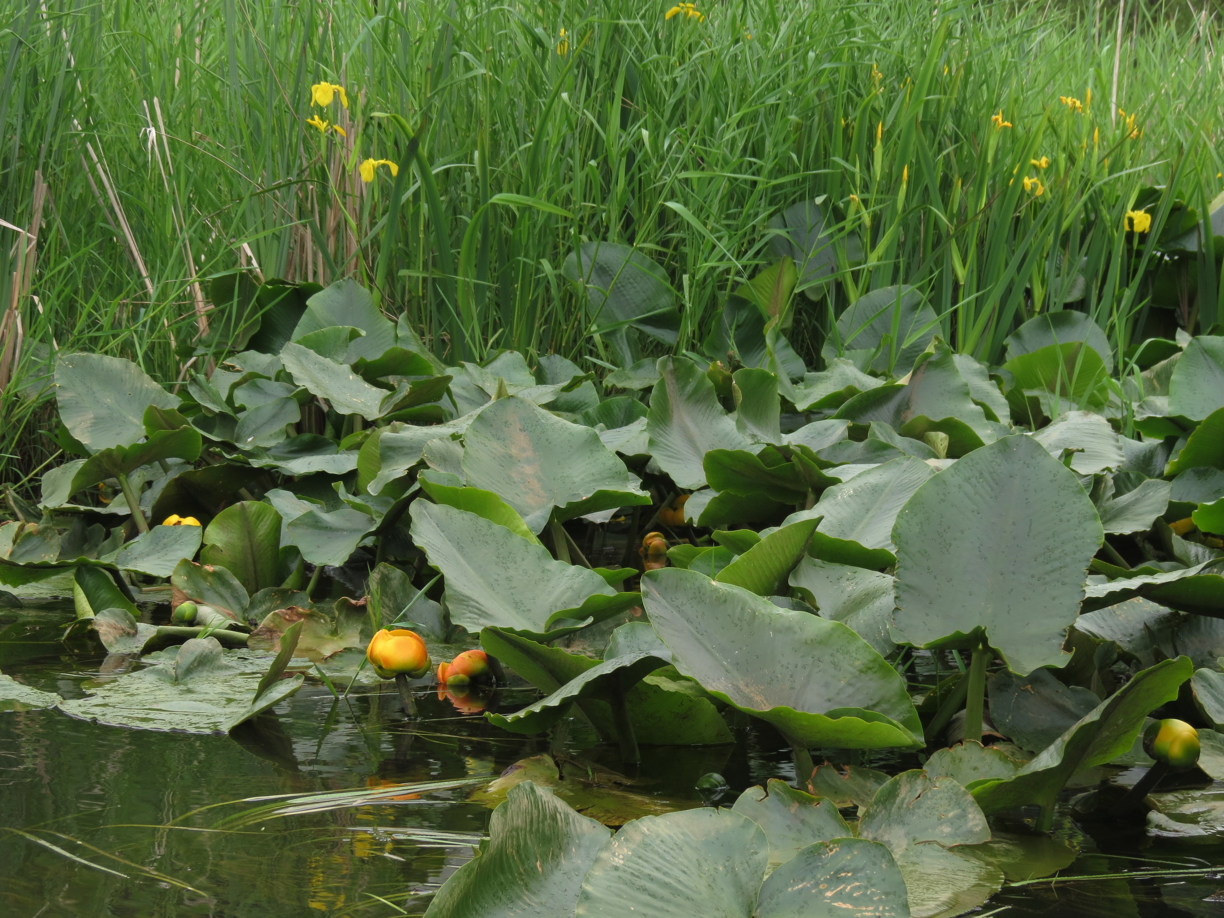 Waterlilies blooming in the spring at Big Lake Wetlands Conservation Area. Photograph credit: Skagit Land Trust staff.
