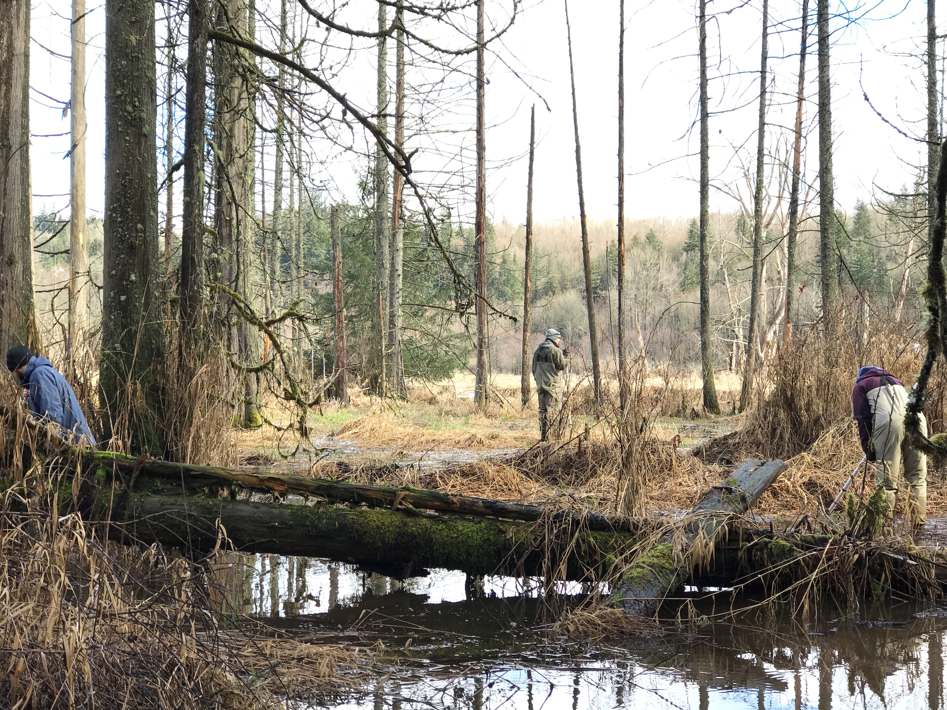 Volunteers measure water quality and biological diversity during an amphibian monitoring citizen science project at Big Lake Wetlands Conservation Area, March 2018. Photograph credit: Skagit Land Trust staff.