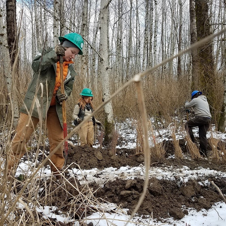 EarthCorps crew works on a restoration project during February of 2018. Photograph credit: Skagit Land Trust staff.