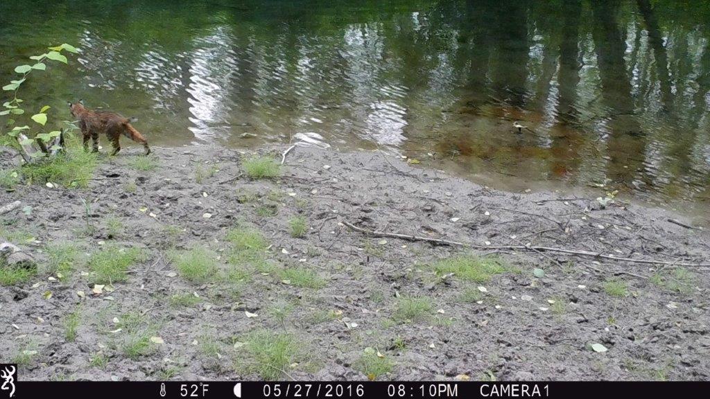 A motion-sensor wildlife camera captures this picture of a bobcat at Day Creek Slough Conservation Area. Photograph credit: Hal Lee.