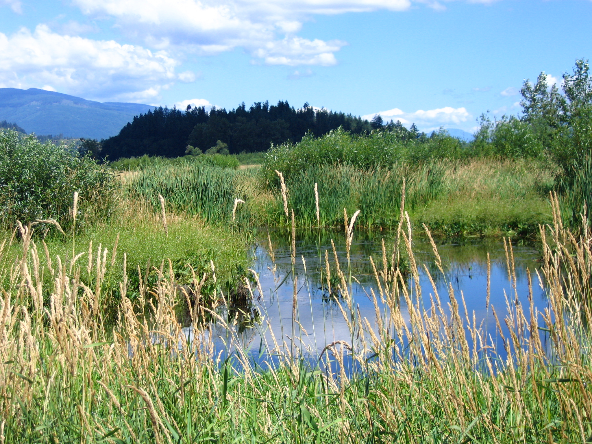 Green Road Marsh is vibrant in July. Photograph credit: Skagit Land Trust staff.