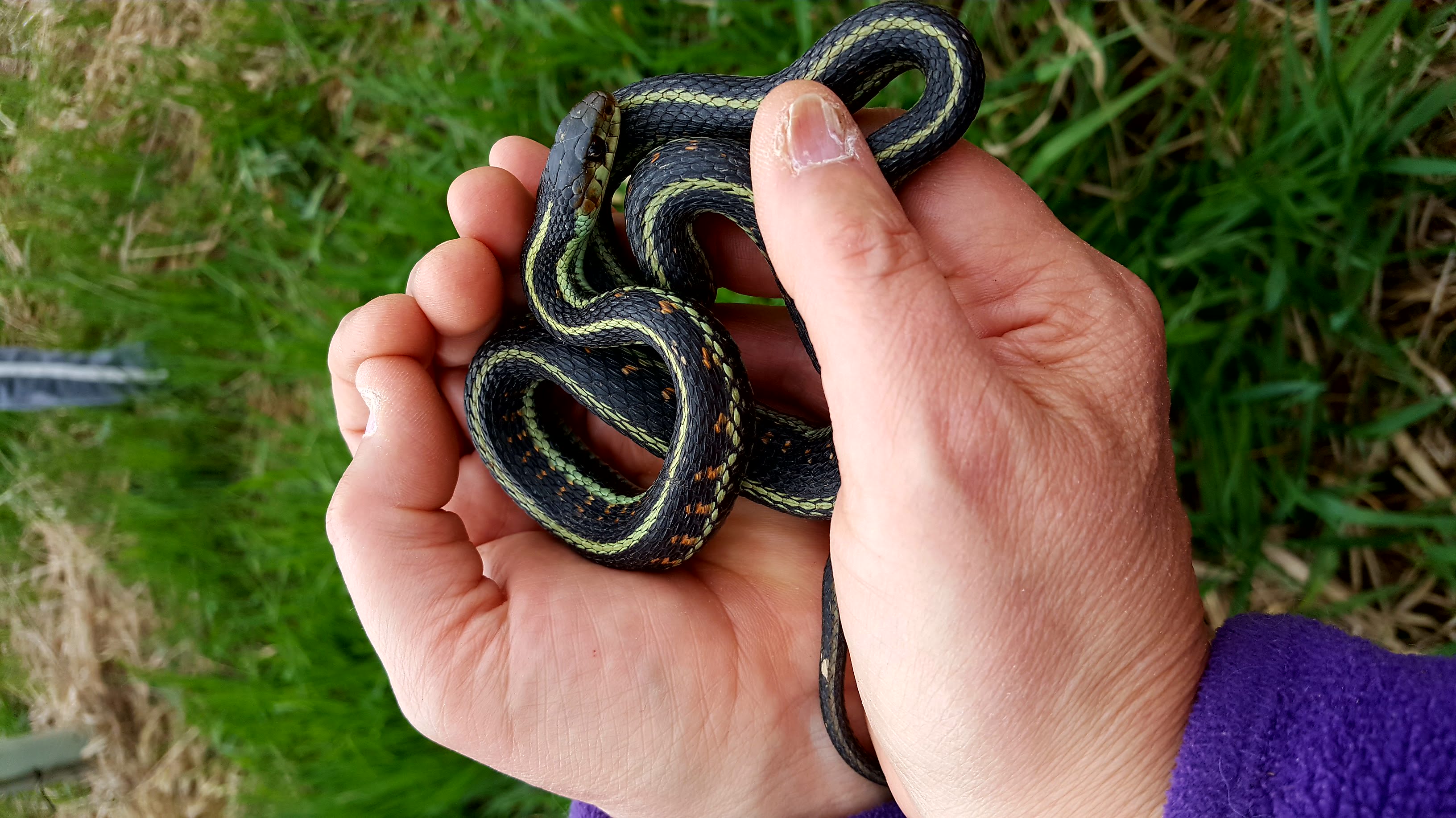 A garter snake found at Green Road Marsh Conservation Area. Photograph credit: Skagit Land Trust staff. 