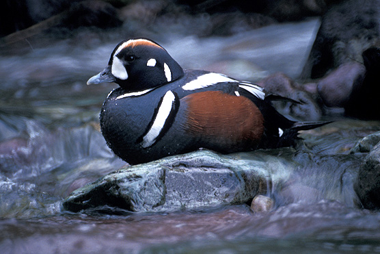 White Creek Conservation Area includes nesting habitat for harlequin ducks along a portion of White Creek. Photograph credit: National Park Service.