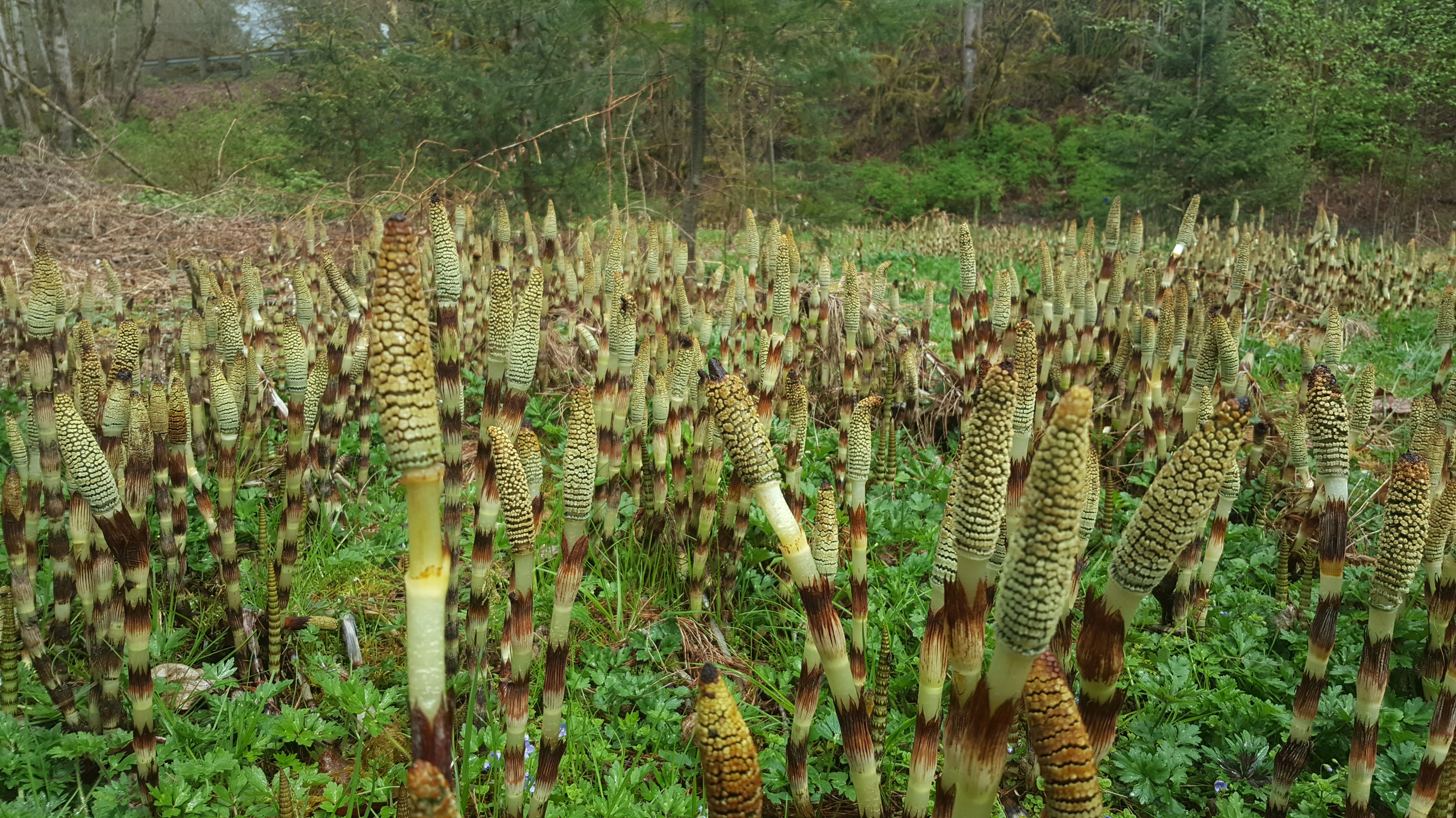 Horsetails emerge in early April at Jackman Creek Conservation Area. Photograph credit: Skagit Land Trust staff.