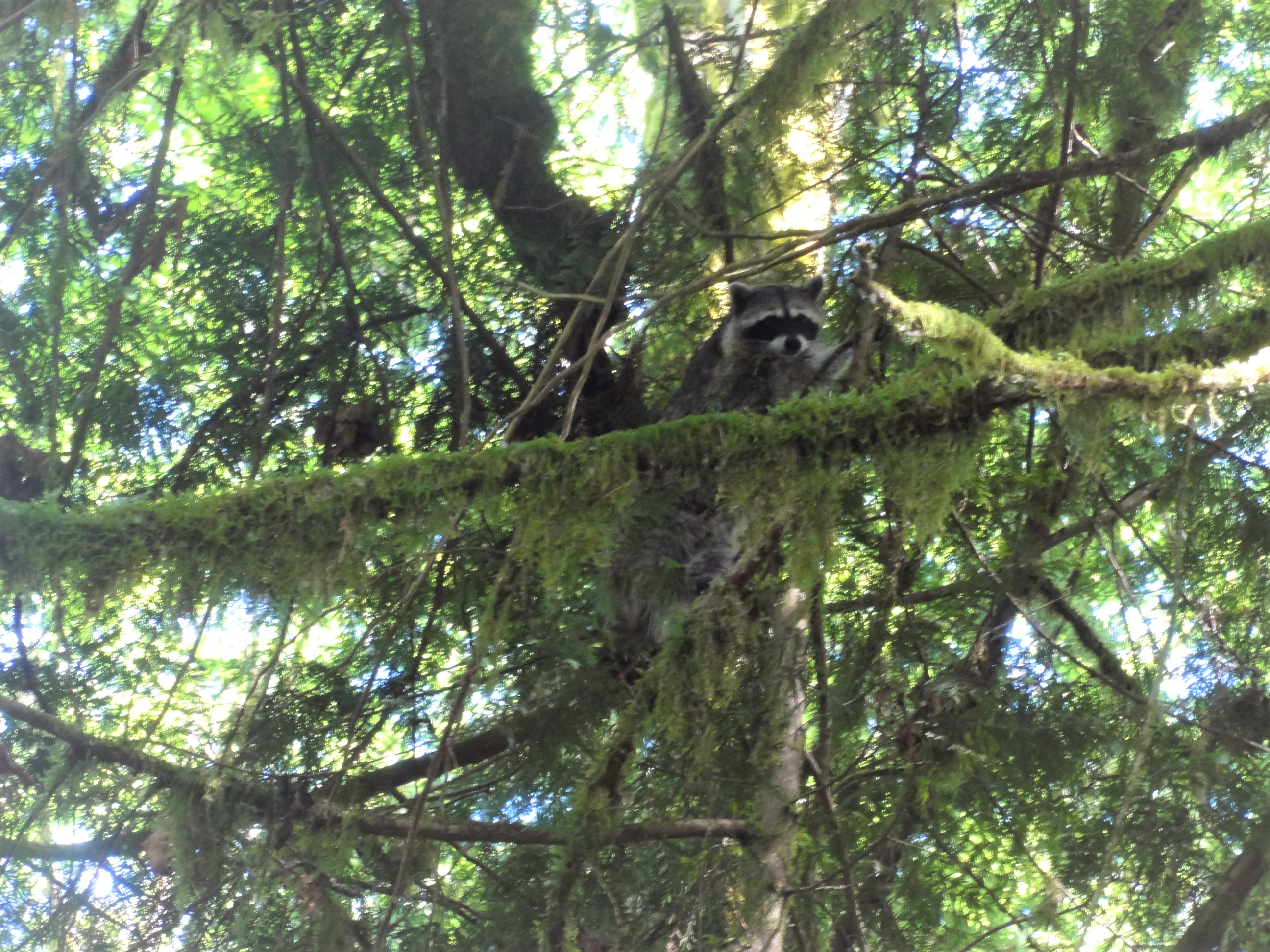 A raccoon peers through the branches at Jackman Creek Conservation Area. Photograph credit: Skagit Land Trust staff.
