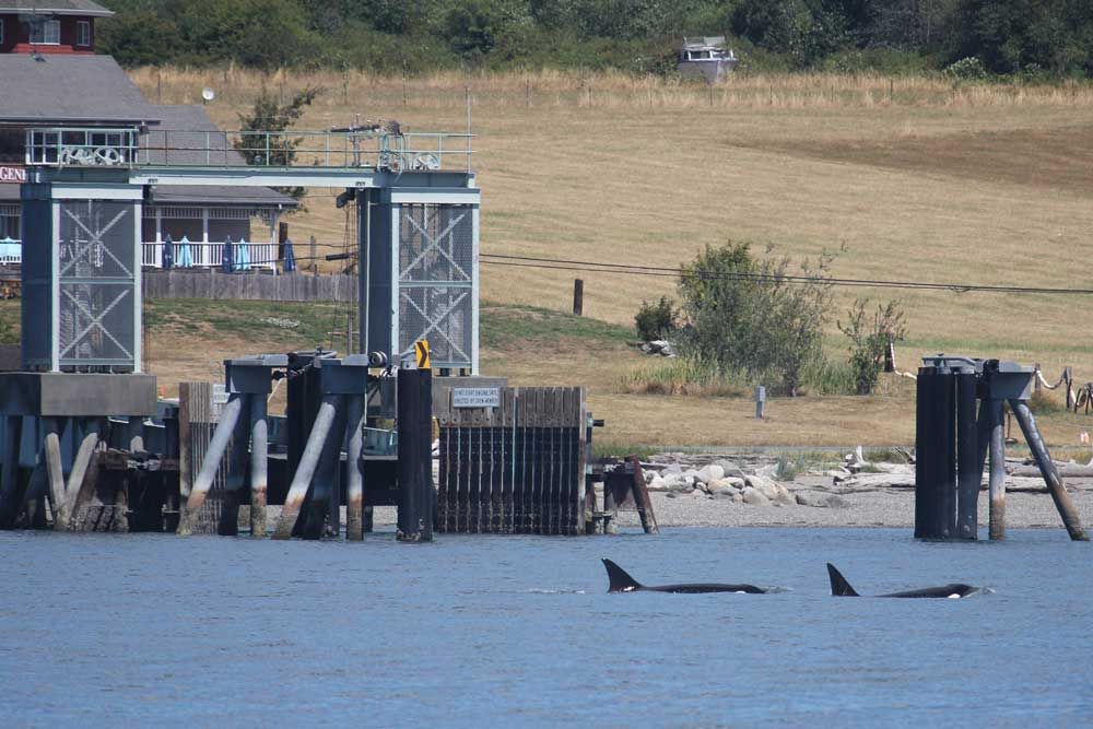 Orca whales swim in front of the Guemes Island Ferry. Photograph credit: Skagit Land Trust staff.