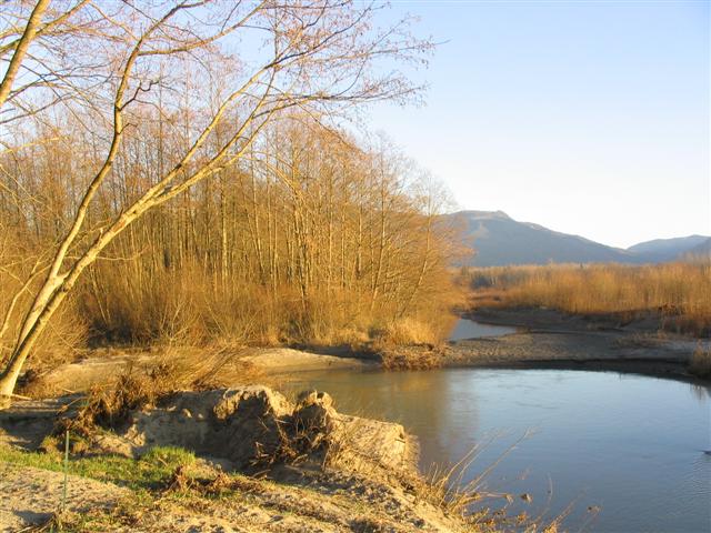 Alders and cottonwoods line Lyman Slough in the late fall. Photograph credit: Skagit Land Trust staff.