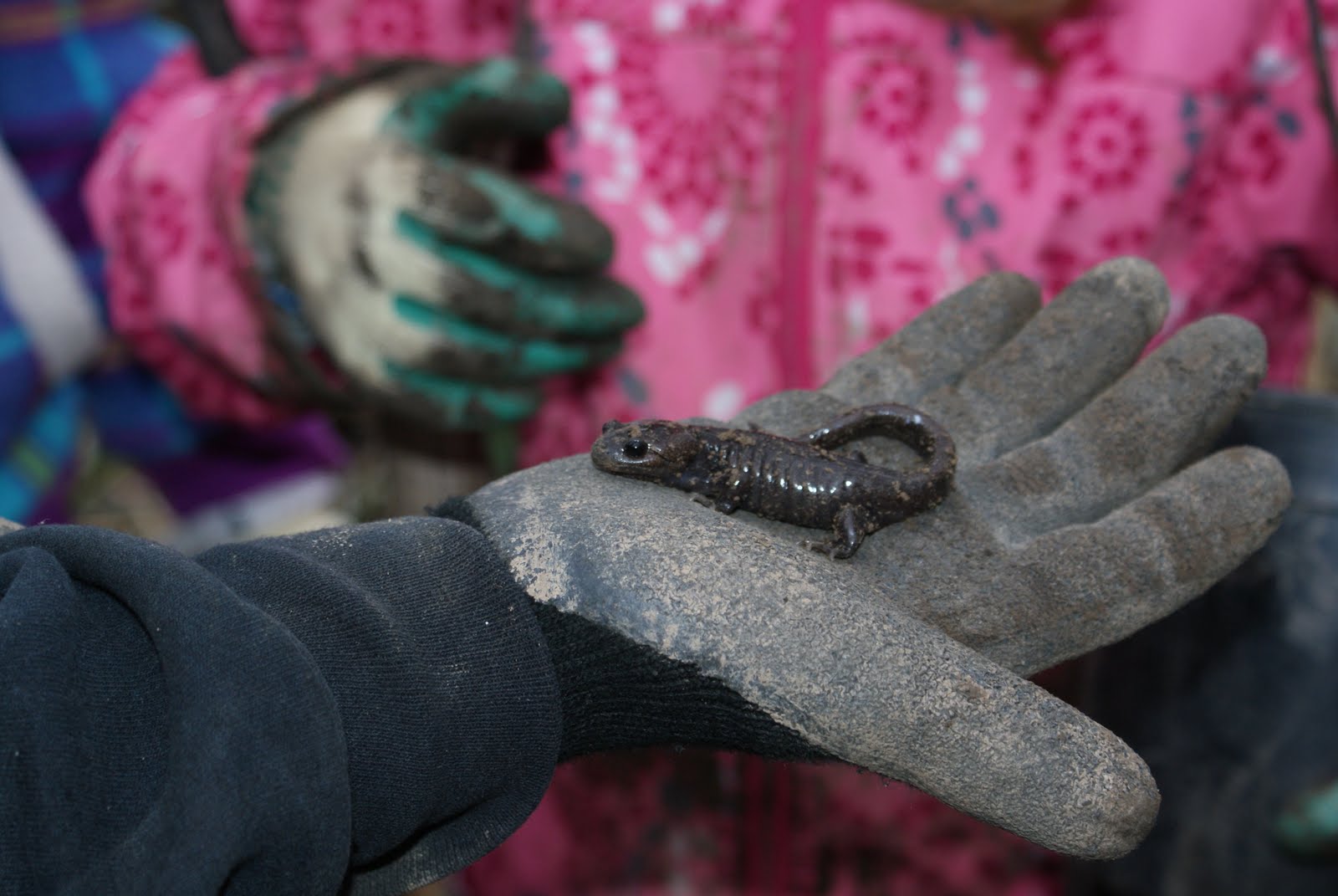 Amphibians at Mud Lake found by Girl Scouts who participated in a native tree planting in 2017. Photograph credit: Skagit Land Trust staff.