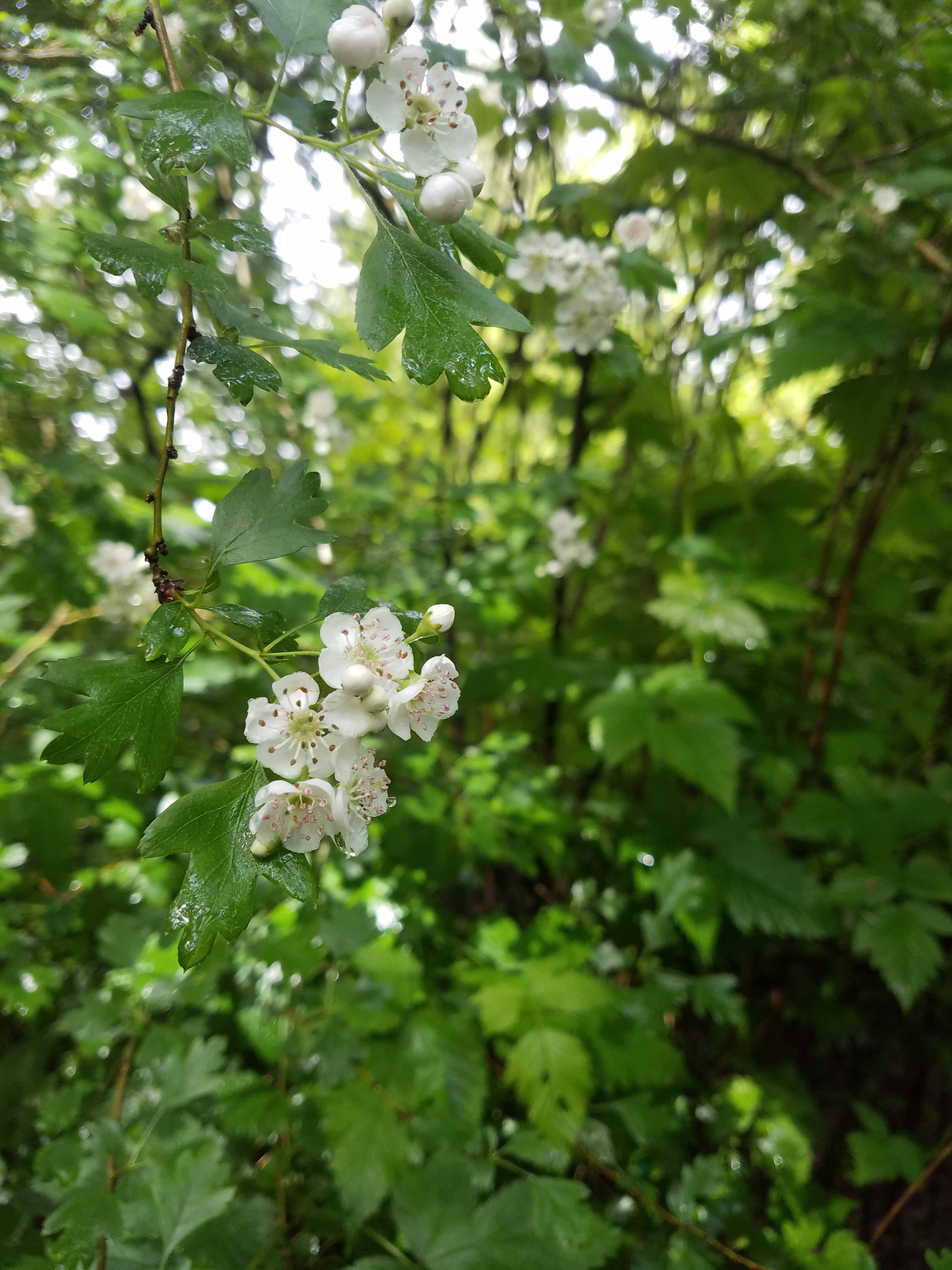 Springtime flowers at Muddy Creek Conservation Area. Photograph credit: Skagit Land Trust staff.