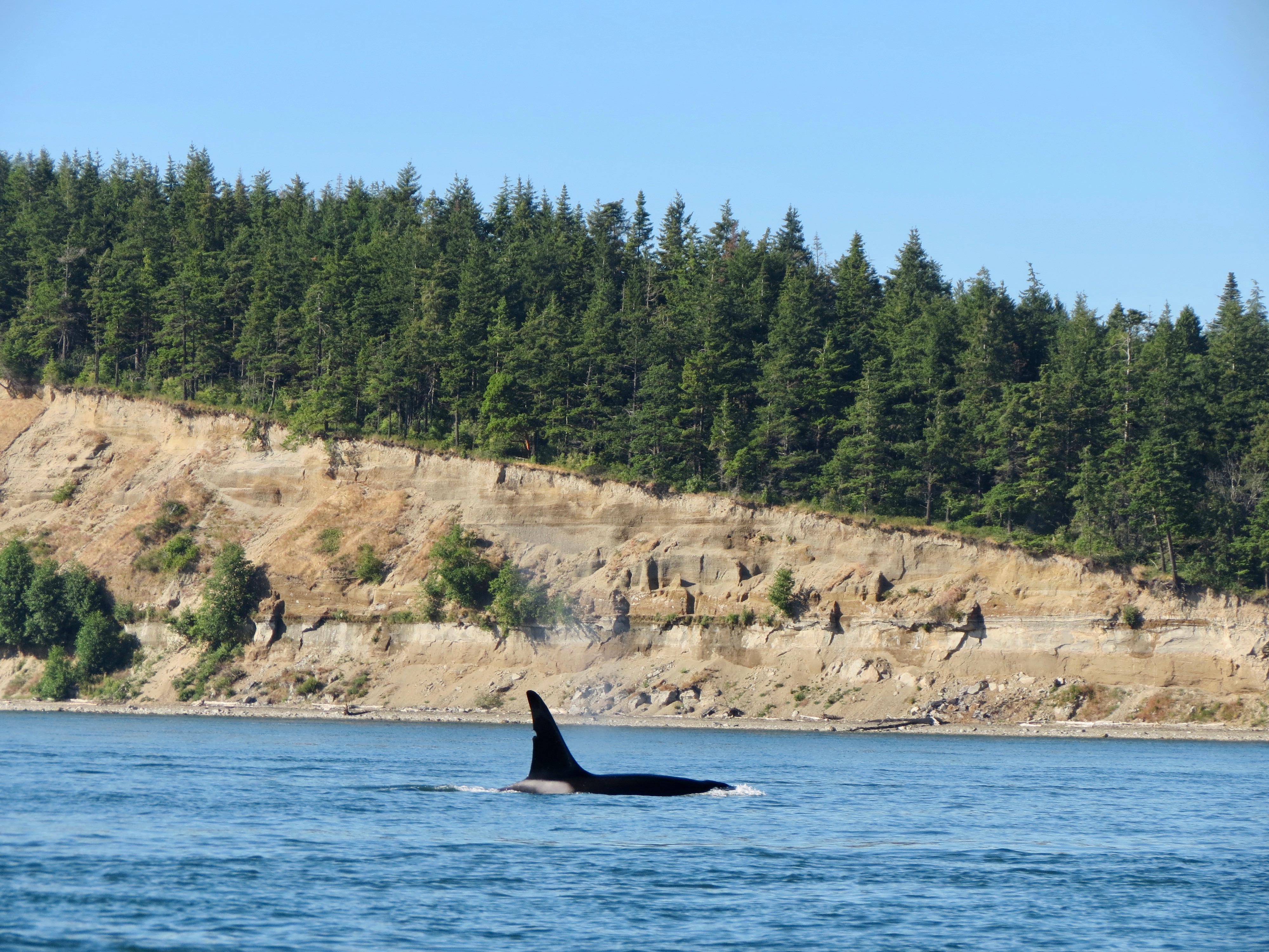 An orca rises in front of Yellow Bluff, part of Kelly's Point Conservation Area.
