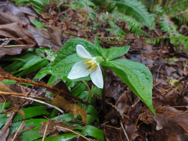 Above: Trillium flowers are a sign of spring at White Creek Conservation Area. Photograph credit: Skagit Land Trust staff.