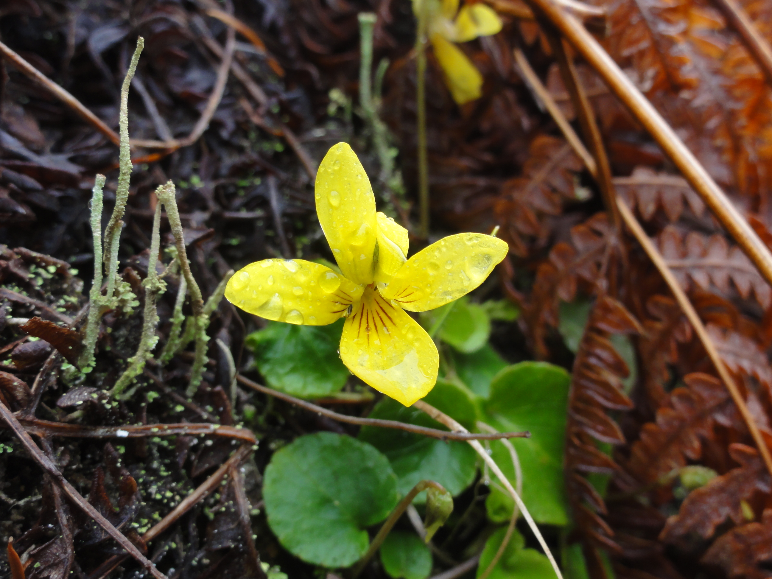 Violets bloom in White Creek Conservation Area in the spring. Photograph credit: Skagit Land Trust staff.