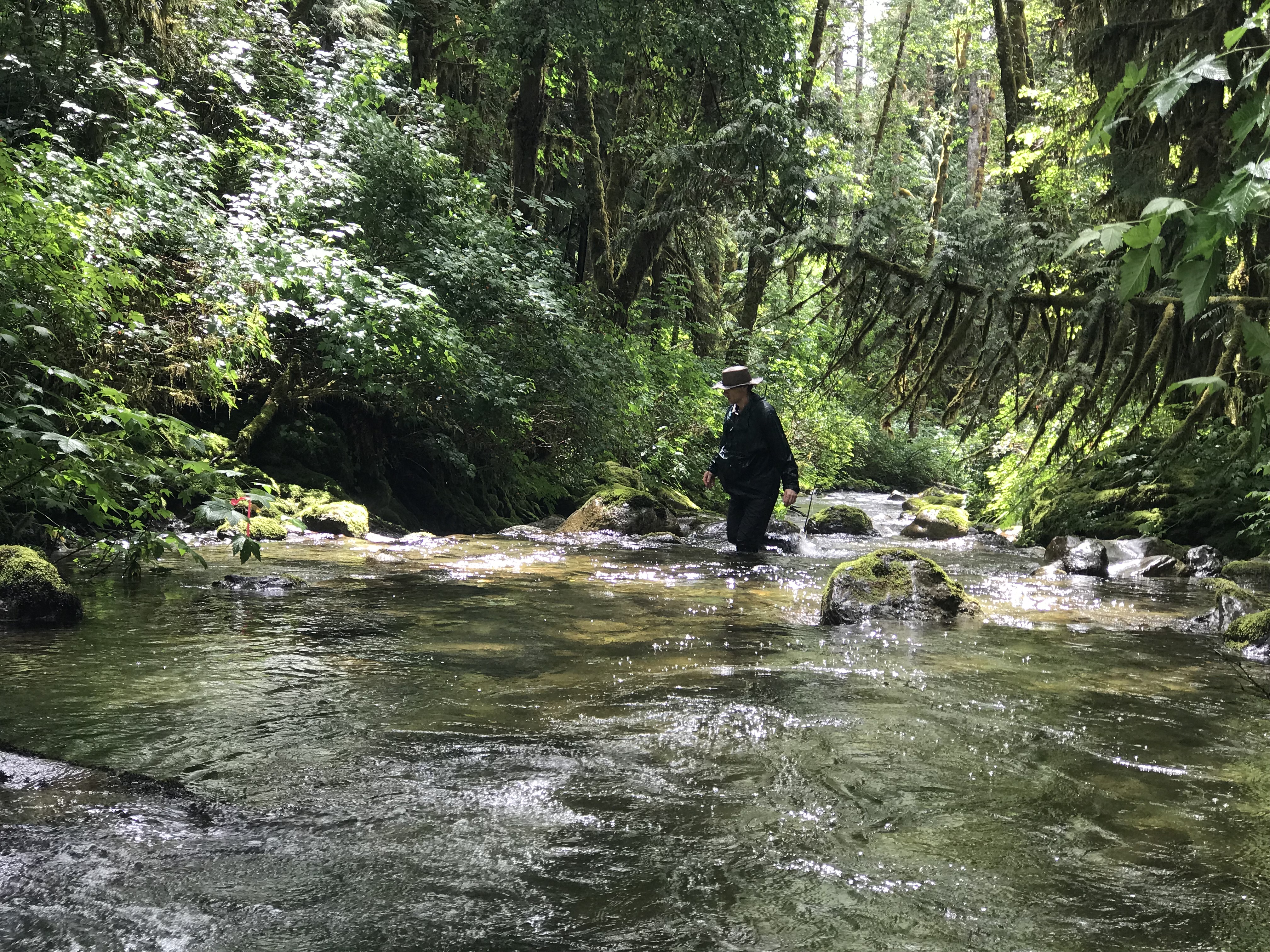 Above: Skagit Land Trust volunteer Pete Haas conducts salmon spawning surveys along White Creek at the White Creek Conservation Area in June of 2018. Photograph credit: Skagit Land Trust staff.