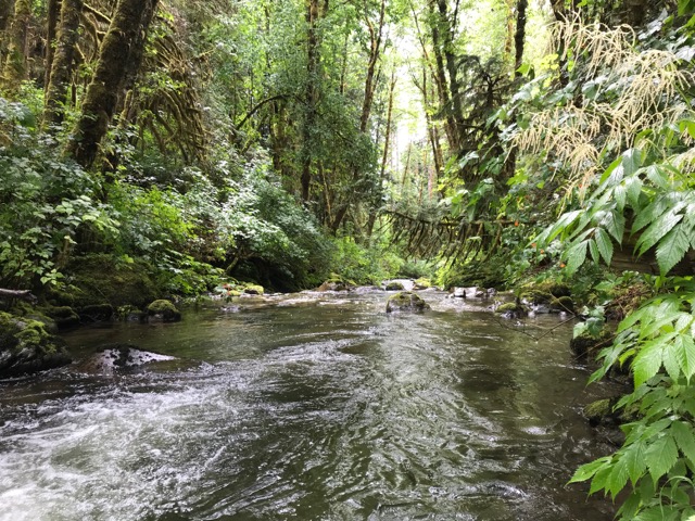Forested slopes surround White Creek at White Creek Conservation Area. Photograph credit: Skagit Land Trust staff.