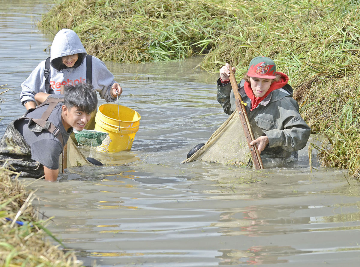 Students from Emerson High school participate in salmon restoration at Trumpeter Creek