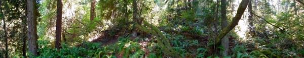 Guemes expansion - forest