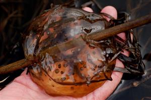 Northwestern Salamander Egg Mass