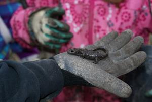 Girl Scout's discovered a salamander while planting trees at Mud Lake