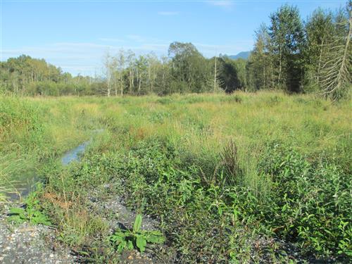 Minker Lake butterfly bush