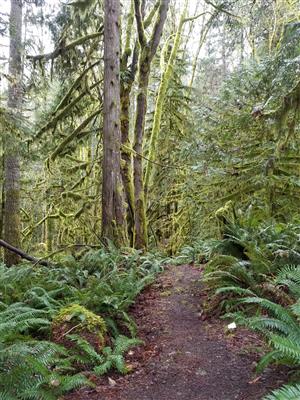 Forest in moss