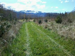Maturing restoration project at Kosbab