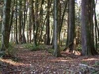 Cedar forest at Butler Creek Conservation Area