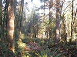 Mehler Forest